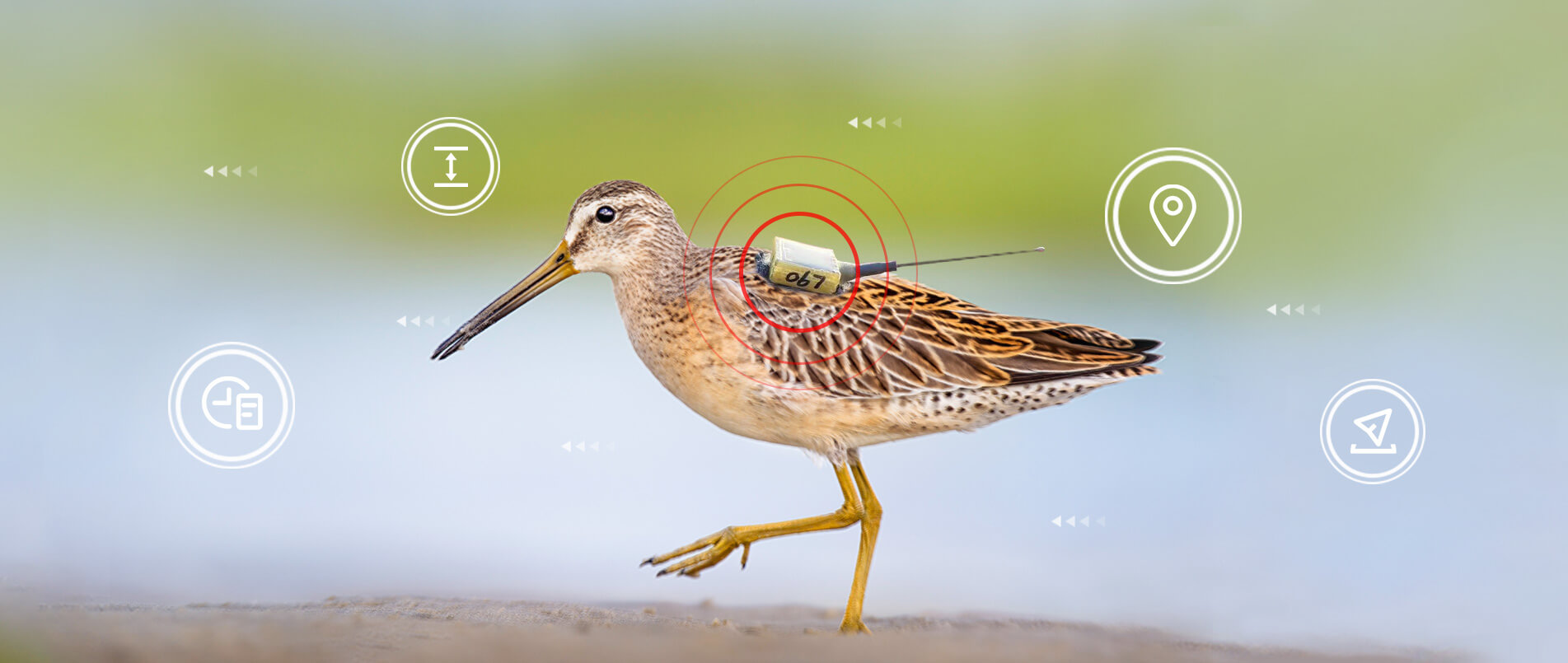 j9官网物联网整体解决方案，助力小型鸟类实现全球追踪